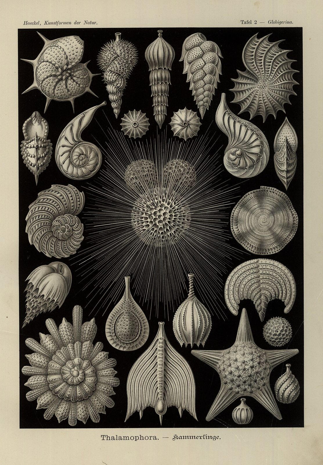 Thalamophora (Tafel 2)
