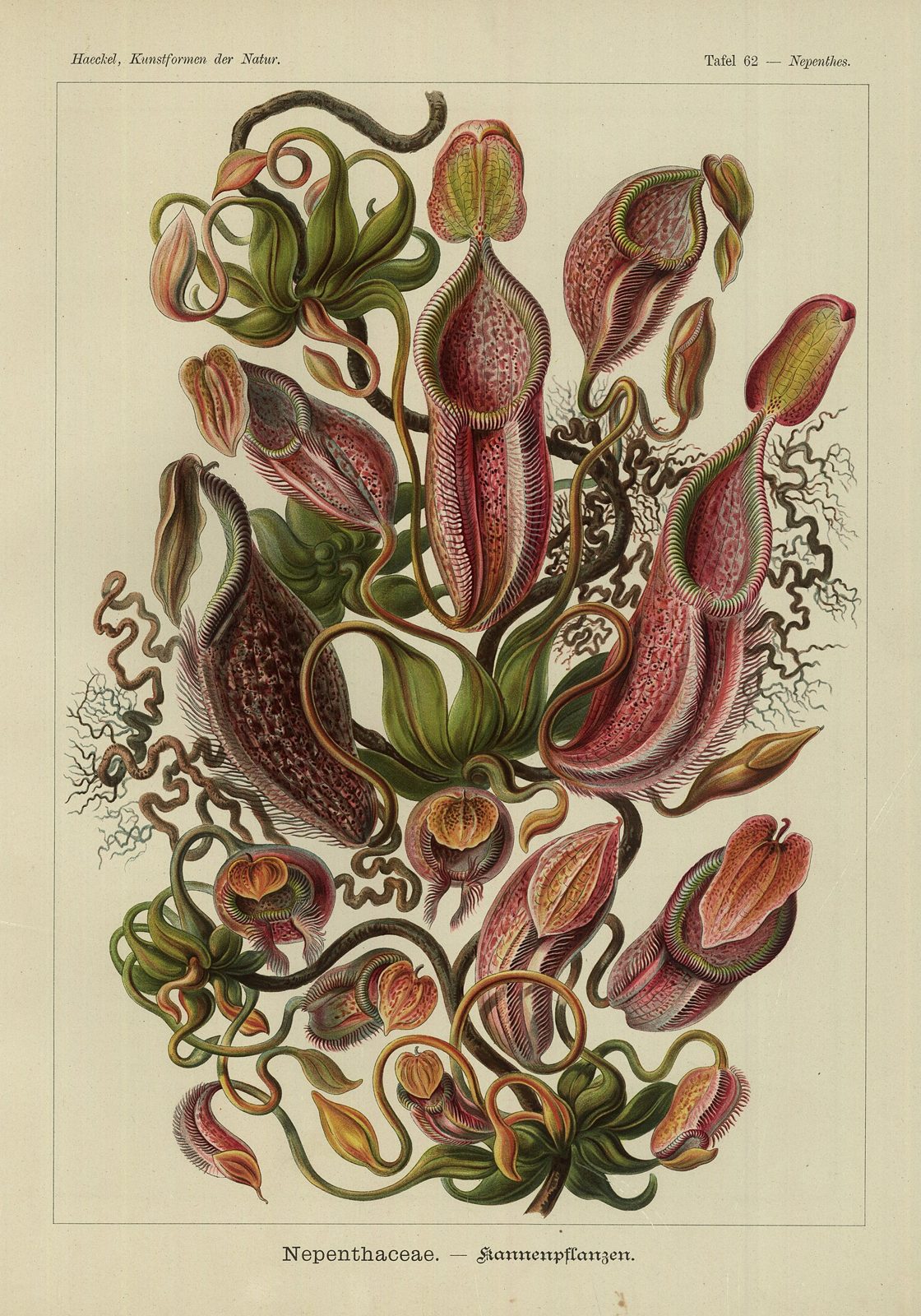 Nepenthaceae