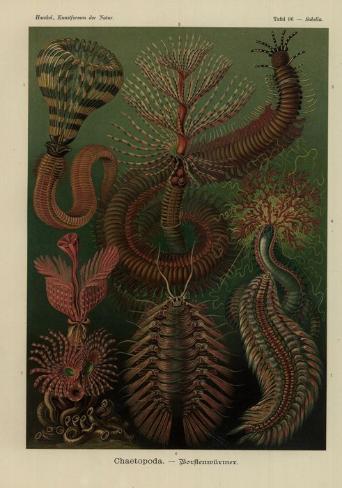 Chaetopoda