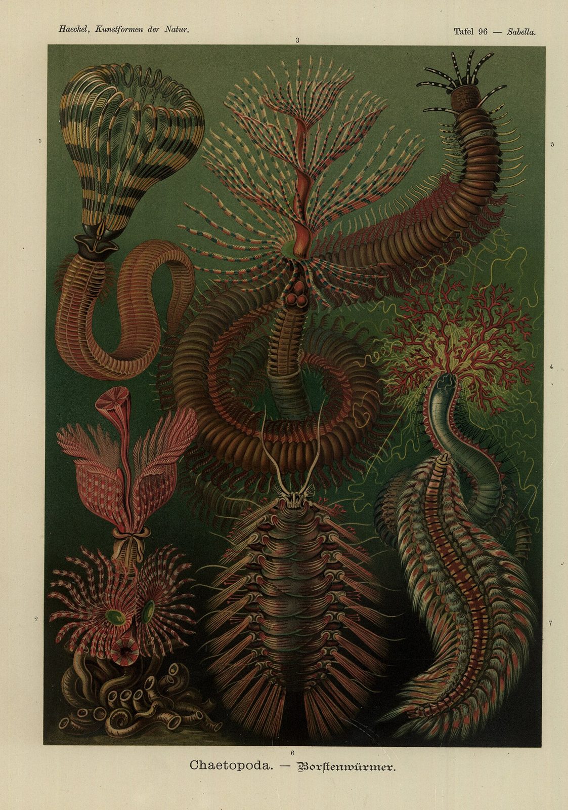 Chaetopoda
