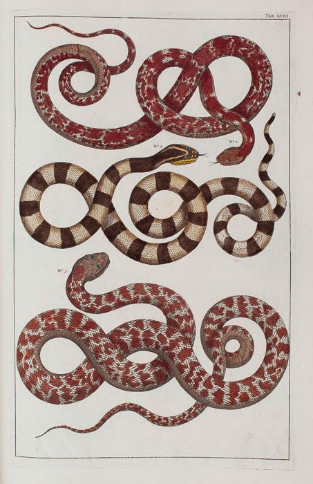 Red and Banded Snakes
