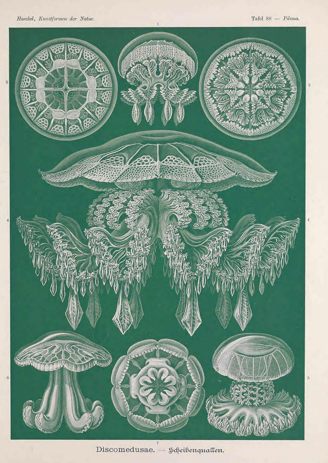 Discomedusae