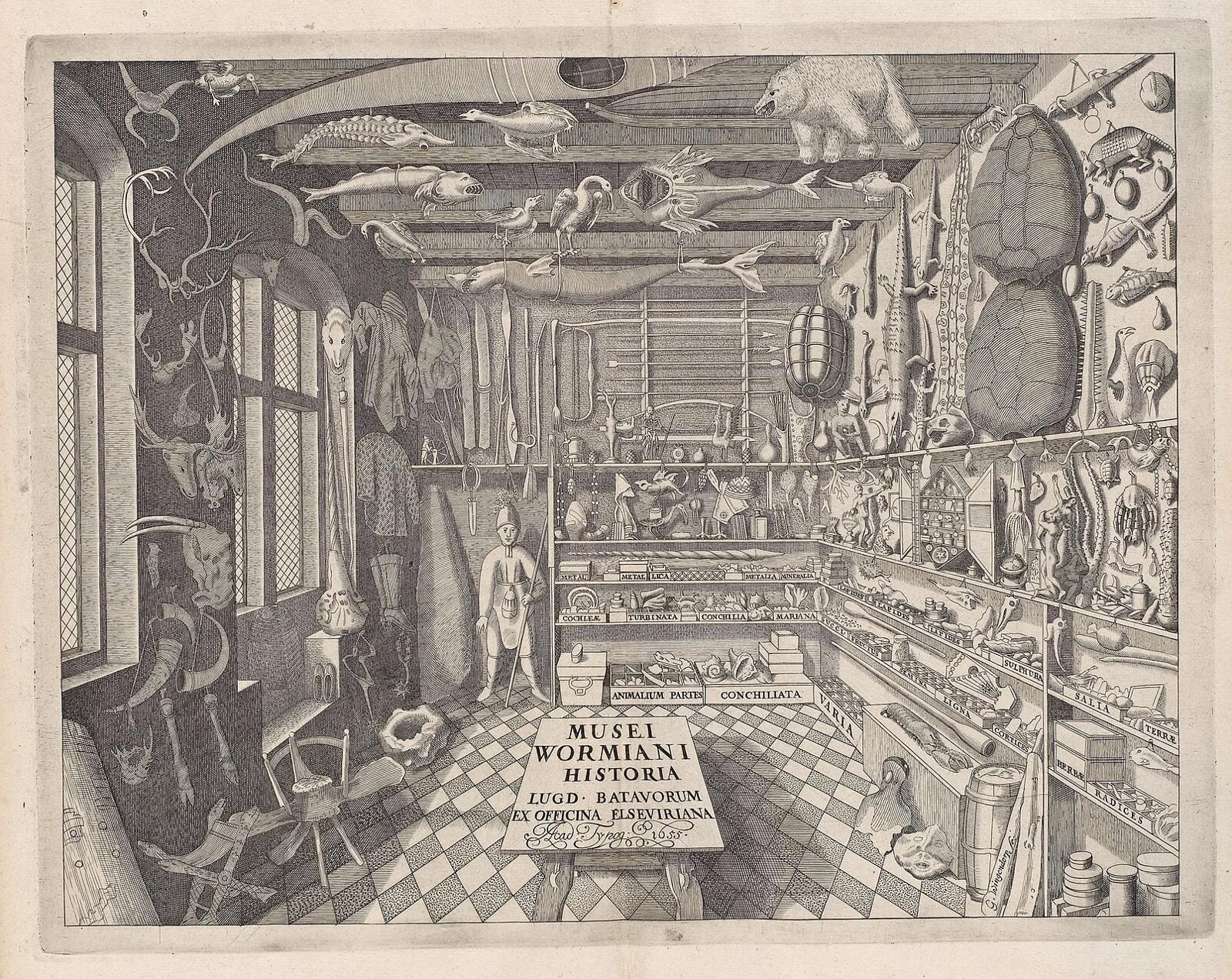 Museum Wormianum